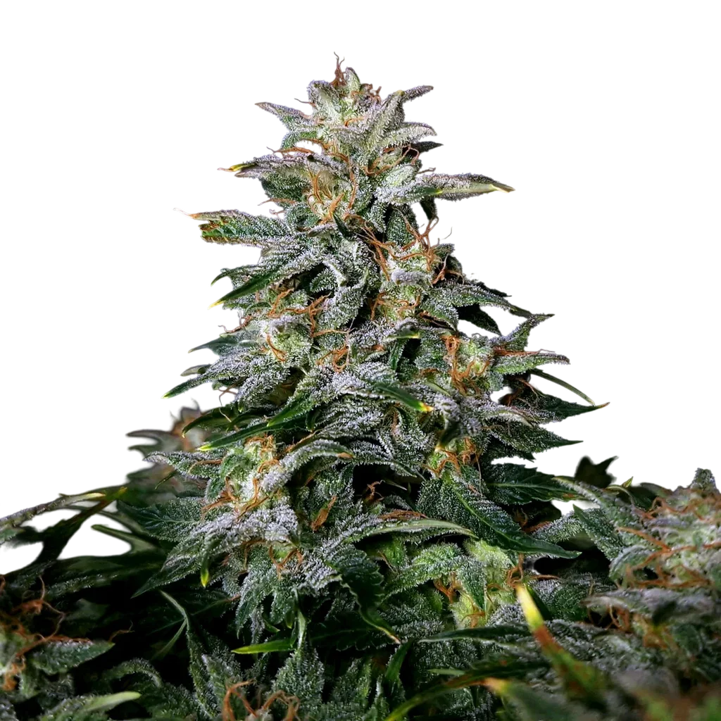 Lowryder Auto | AUTOREG | Doctors Choice