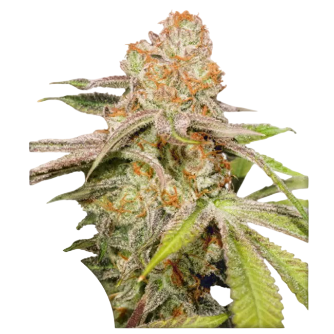 Mac #1 Auto | AUTOFEM | Dutch Passion