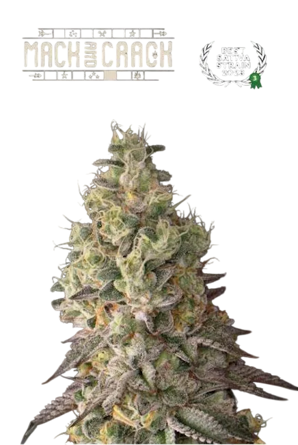 Mack & Crack Auto | AUTOFEM | Seedstockers