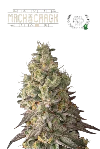 Mack & Crack Auto