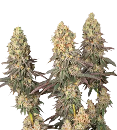 Mack & Crack | PHOTOFEM | Seedstockers