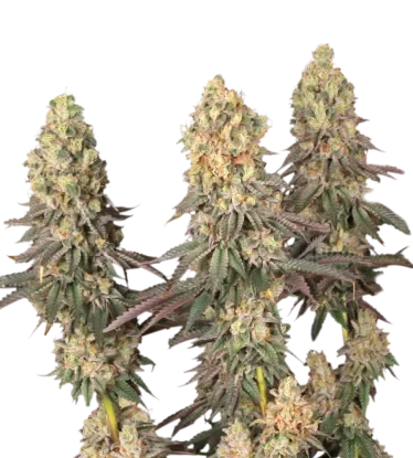 Mack & Crack | PHOTOFEM | Seedstockers