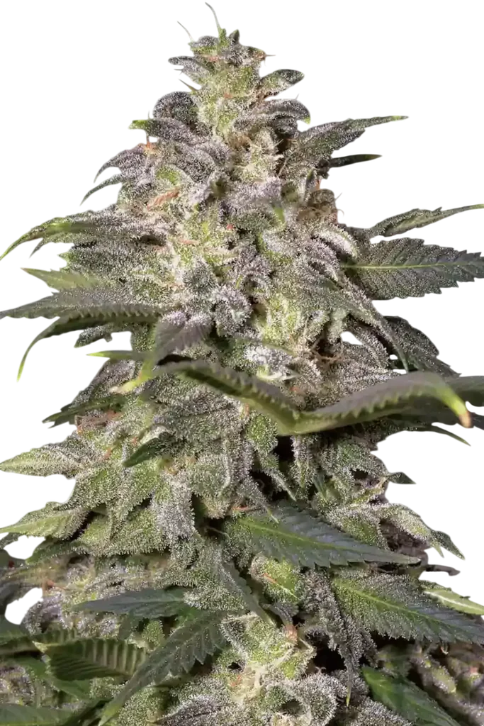 Magic Bud | PHOTOFEM | Paradise Seeds