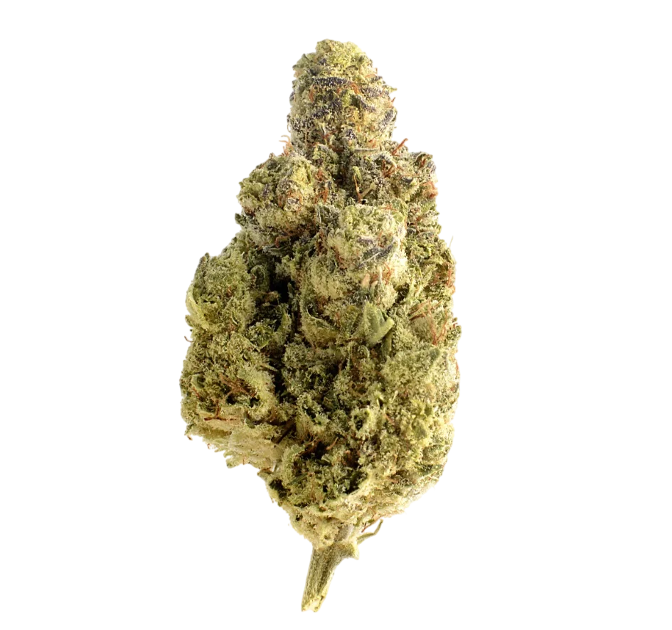 Magic OG Kush | PHOTOFEM | Amsterdam Genetics
