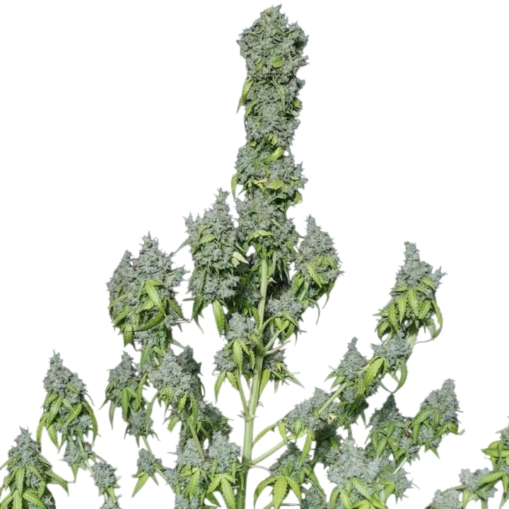 Magic Tree Auto | AUTOFEM | Eva Seeds