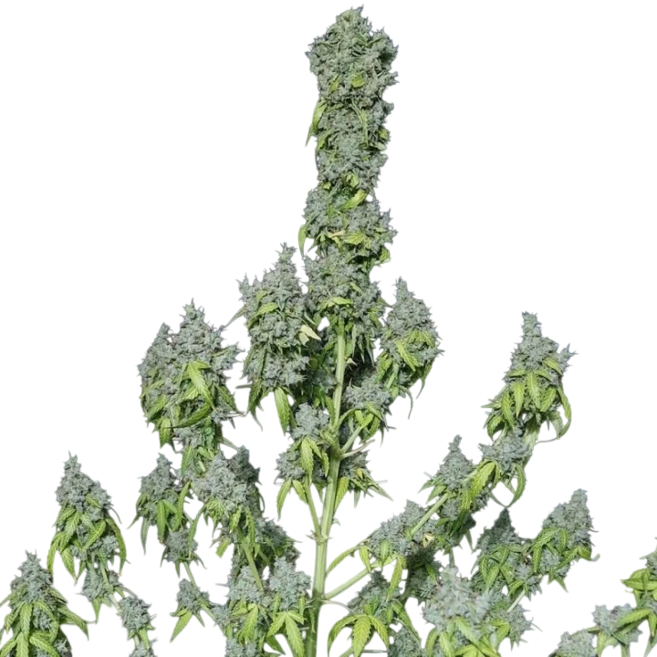 Magic Tree Auto | AUTOFEM | Eva Seeds