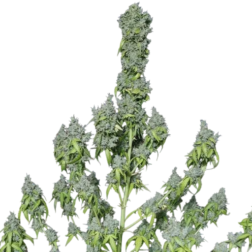 Magic Tree Auto