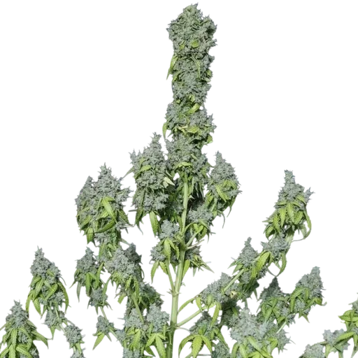 Magic Tree Auto