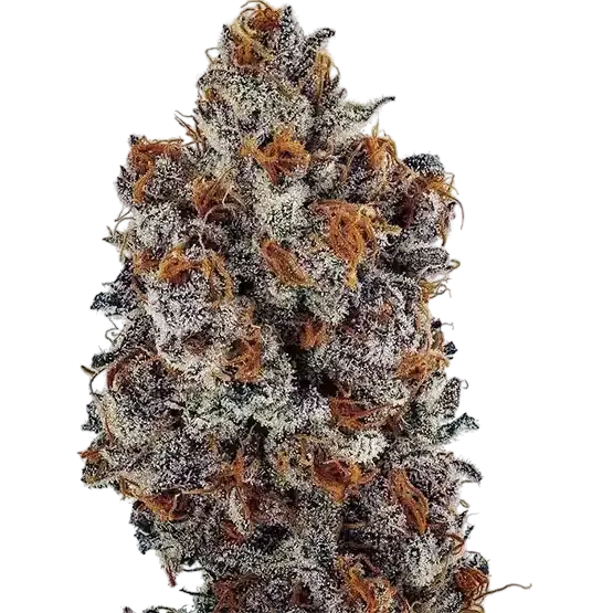 Banana Hammock RBX | PHOTOFEM | Ethos Genetics
