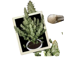 Magnum Auto | AUTOFEM | Buddha Seeds
