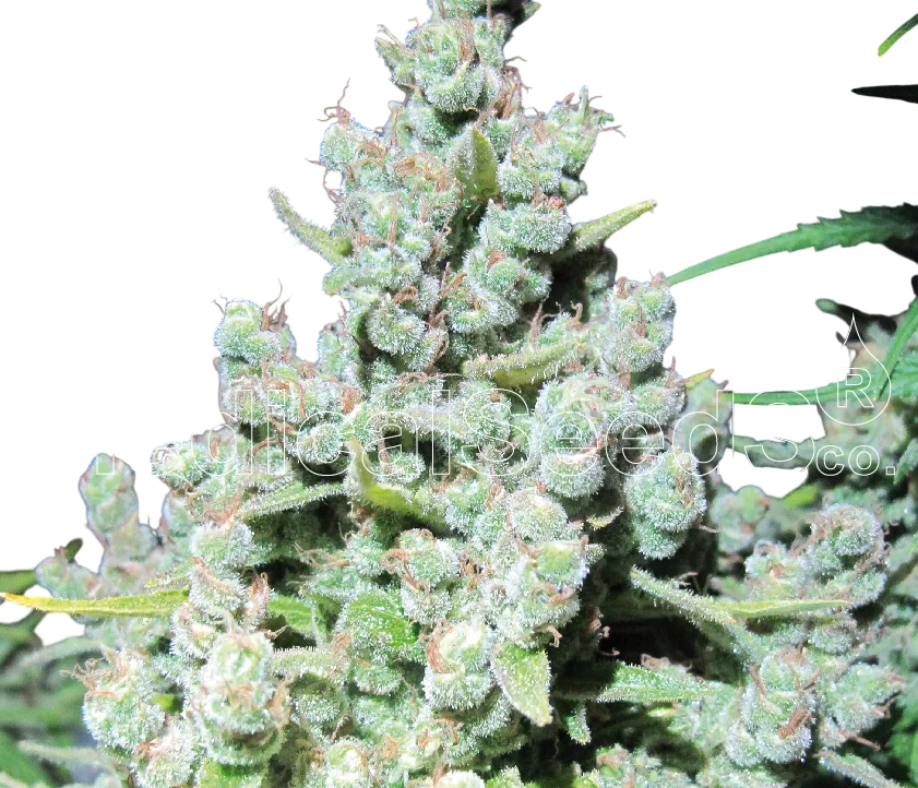 Malakoff | PHOTOFEM | Medical Seeds