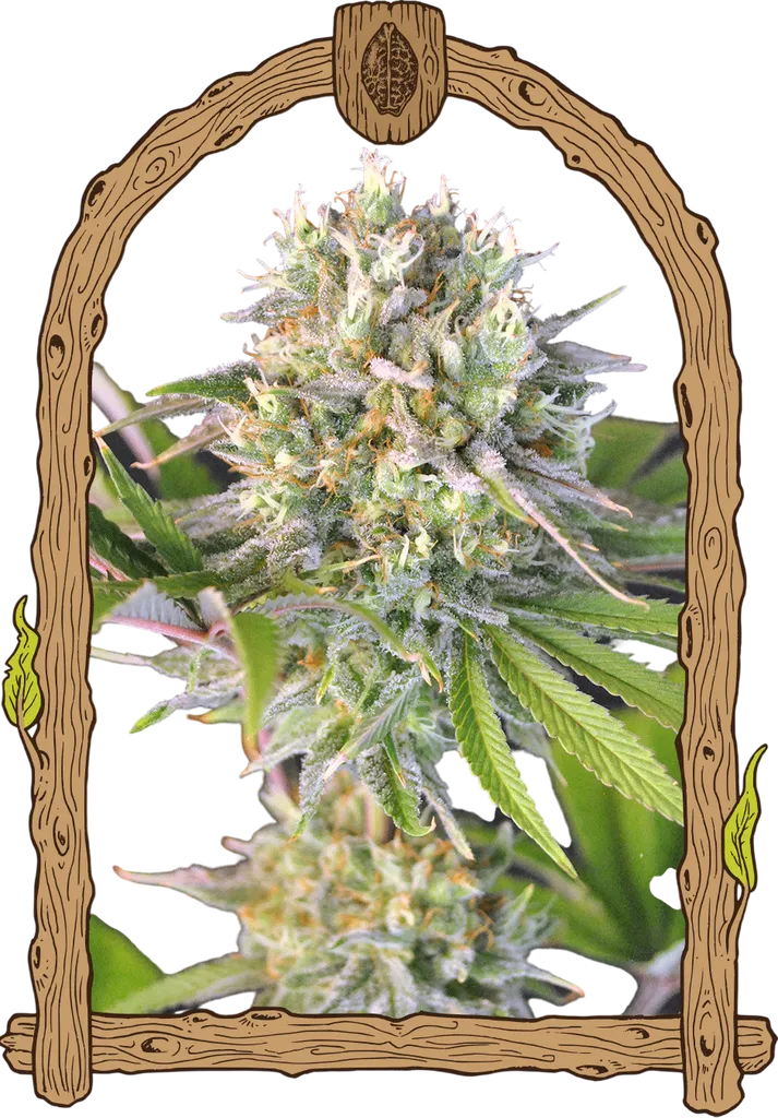 Malawi White Truffle | PHOTOFEM | Exotic Seed