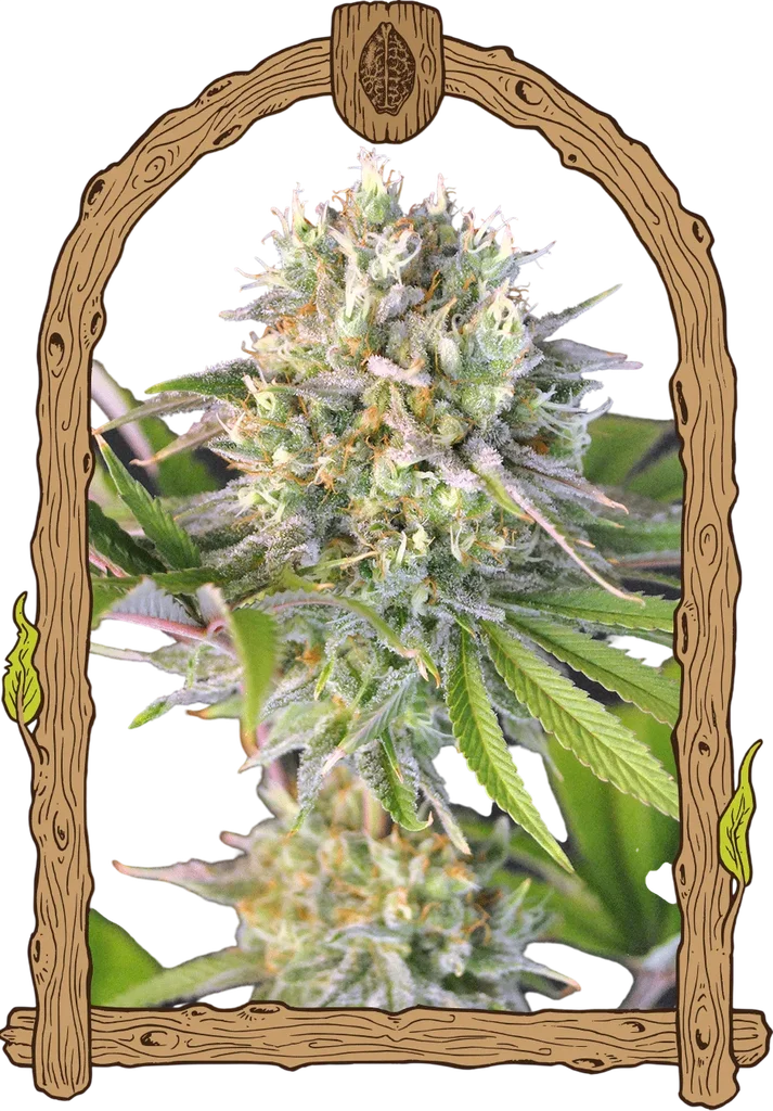 Malawi White Truffle | PHOTOFEM | Exotic Seed
