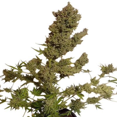 Malawi x NL Auto | AUTOFEM | Ace Seeds