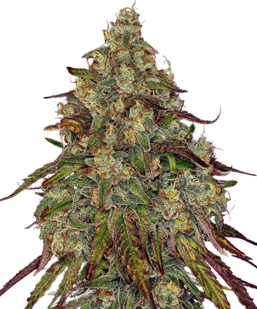 Amnesia Lemon | PHOTOFEM | Barneys Farm