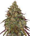 Amnesia Lemon | PHOTOFEM | Barneys Farm