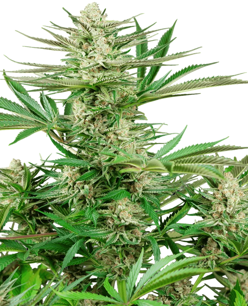 Malibu OG Gold | PHOTOFEM | Sensi Seeds