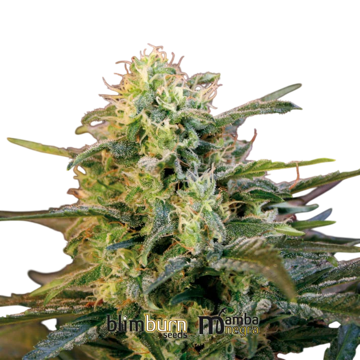 Mamba Negra | PHOTOFEM | Blimburn Seeds