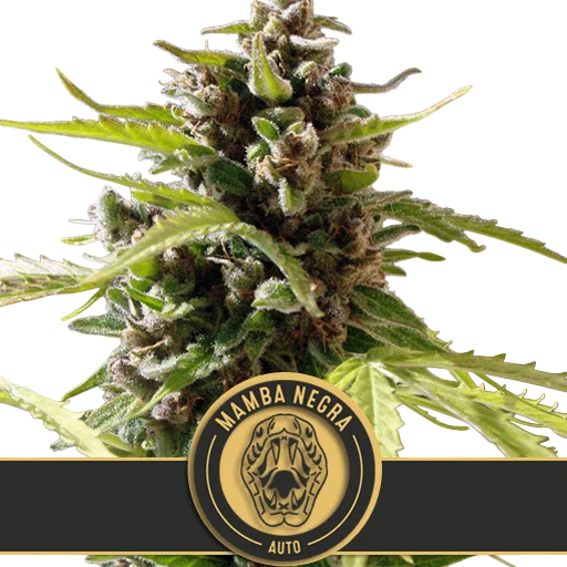 Mamba Negra Auto | AUTOFEM | Blimburn Seeds