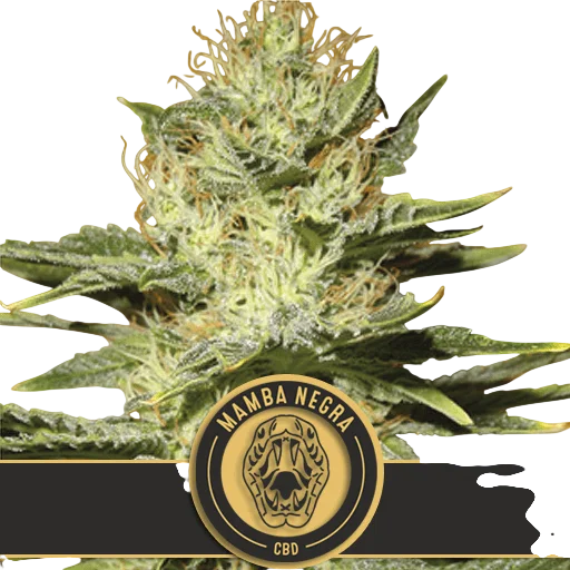 Mamba Negra CBD