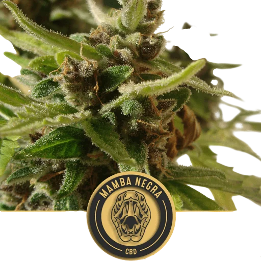 Mamba Negra CBD Auto | AUTOFEM | Blimburn Seeds