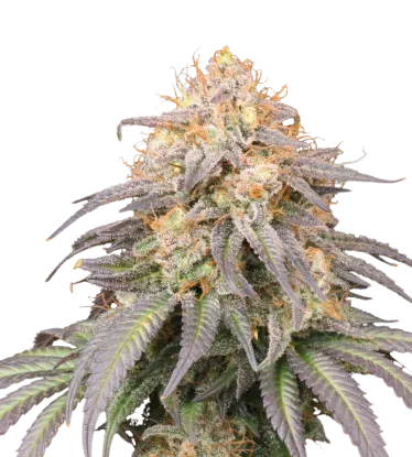 Mandarin Panties Auto | AUTOFEM | Seedstockers
