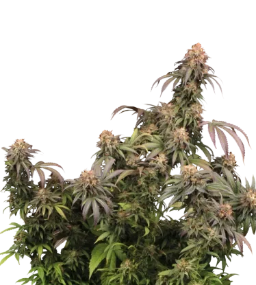 Mandarin Panties | PHOTOFEM | Seedstockers