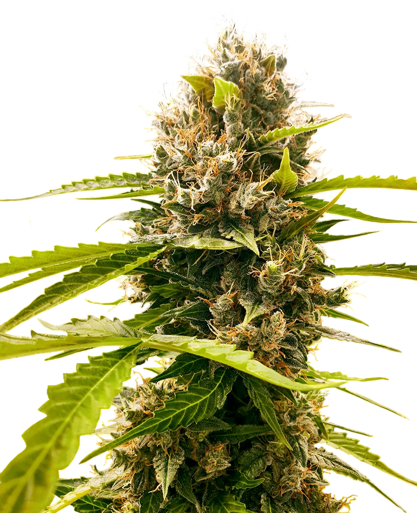 Mandarin Punch | PHOTOFEM | Sensi Seeds Research