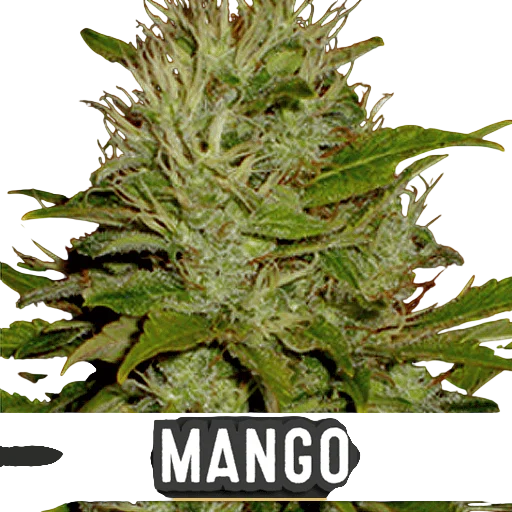 Mango | PHOTOFEM | Blimburn Seeds