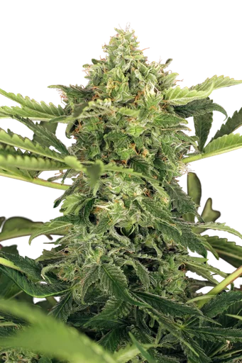 Mango Cream Auto