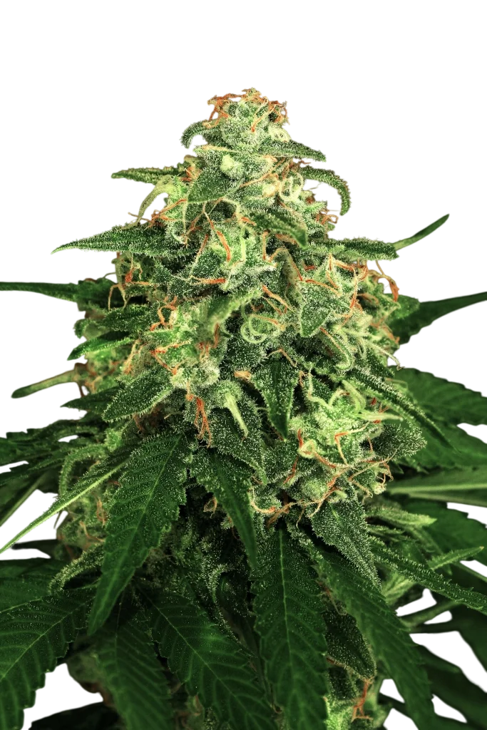 Mango Cream | PHOTOFEM | Exotic Seed