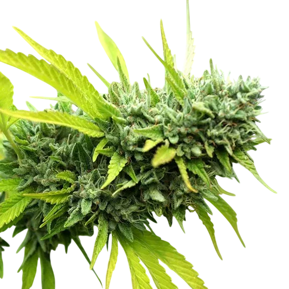 Mango OG Auto | AUTOFEM | Humboldt Seed Org.