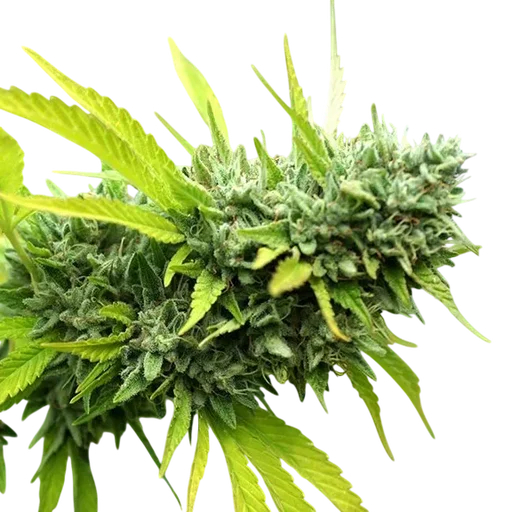 Mango OG Auto
