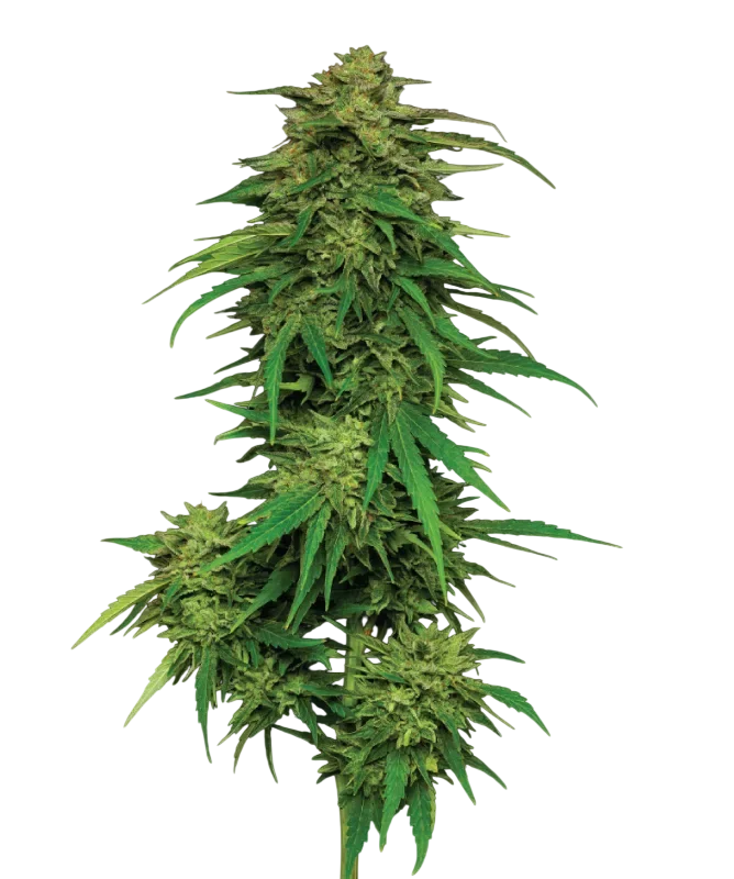 Mango Sherbert Auto | AUTOFEM | Humboldt Seed Co.