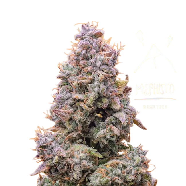 Mango Smile Auto | AUTOFEM | Mephisto Genetics