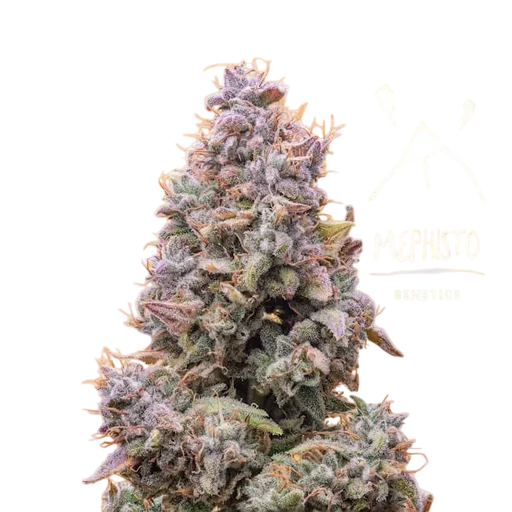 Mango Smile Auto