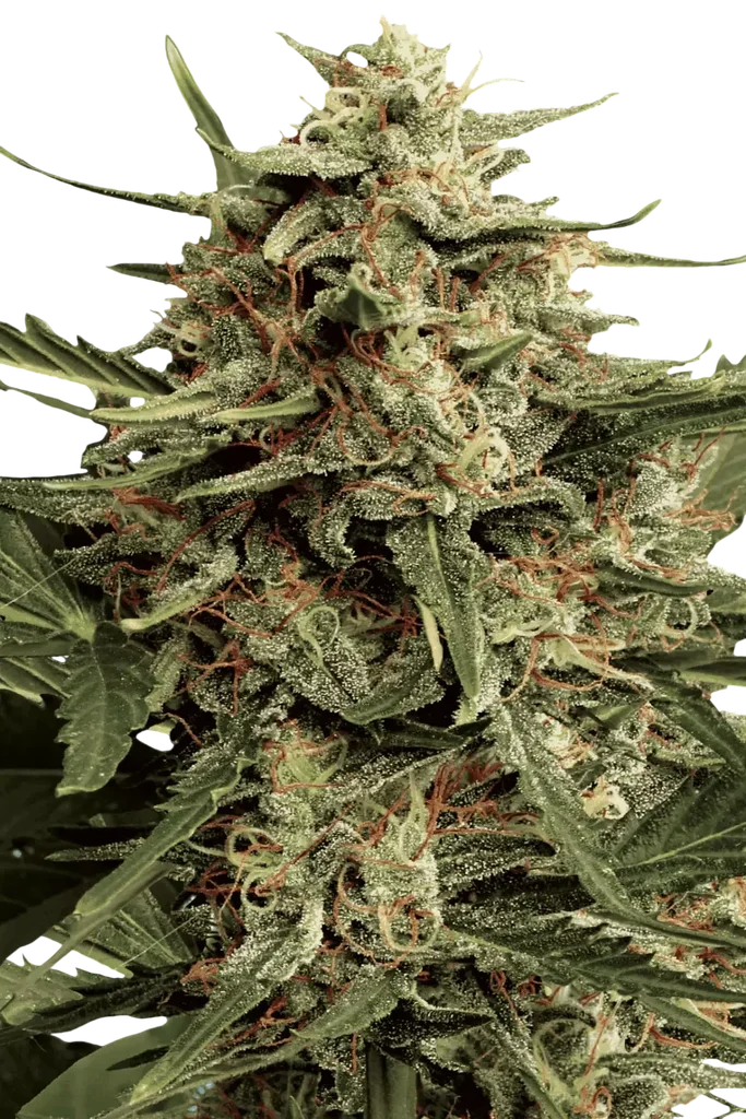 maria II Auto | AUTOFEM | Paradise Seeds