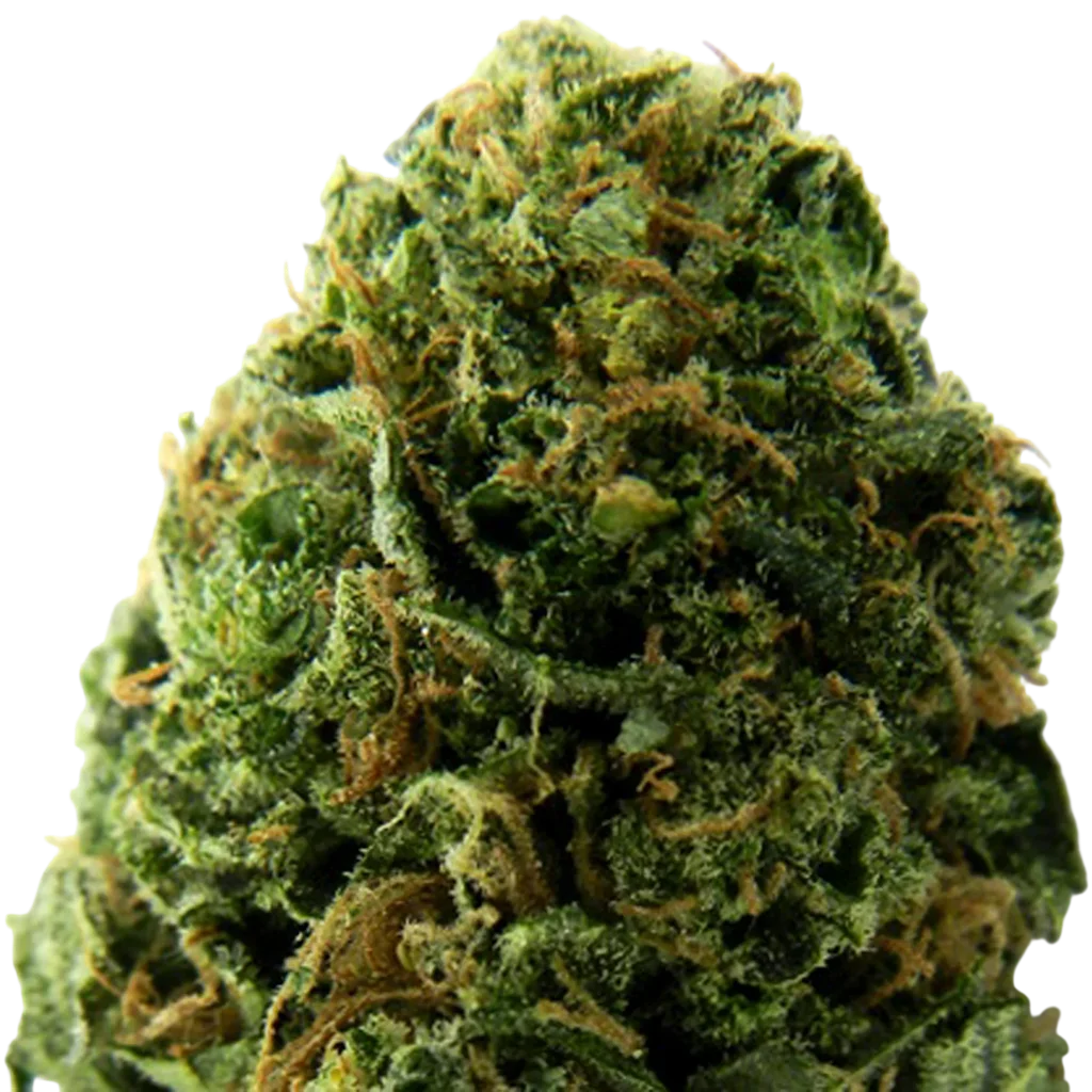 Massive Midget Auto | AUTOFEM | Heavyweight Seeds