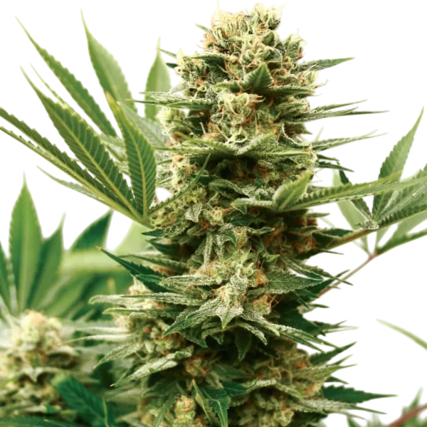 Mass Shooter Auto | AUTOFEM | Garden Of Green