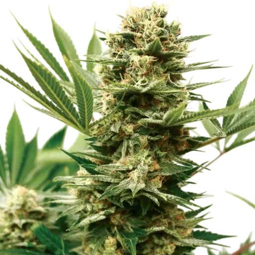 Mass Shooter Auto