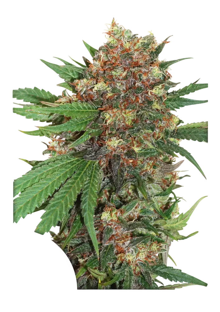 Master Kush | PHOTOFEM | Dutch Passion