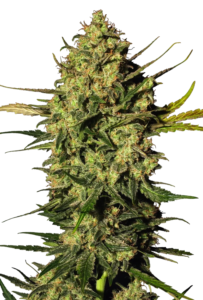 Master Kush Auto | AUTOFEM | White Label Seed Company