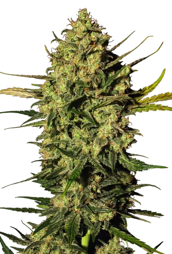 Master Kush Auto