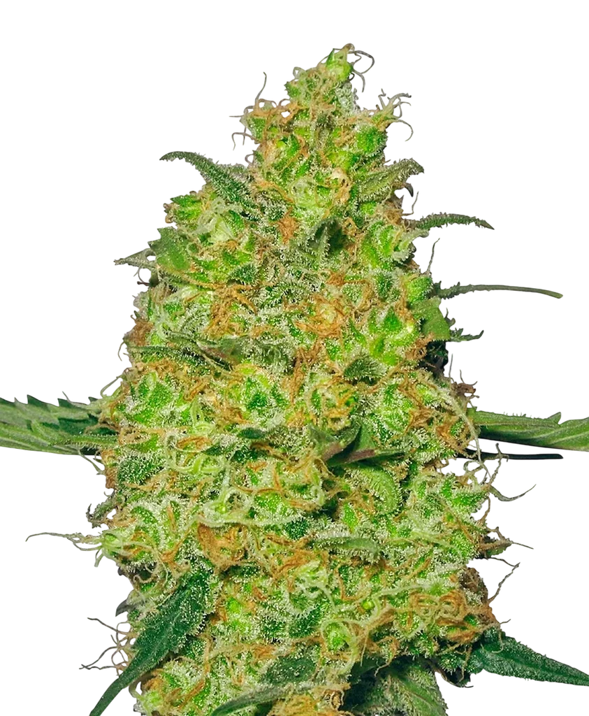 Master Kush | PHOTOFEM | White Label Seed Company