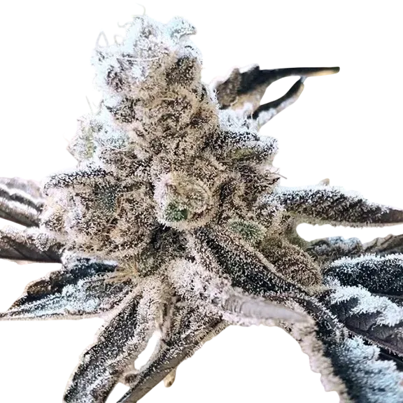 Masterpiece | PHOTOFEM | In House Genetics
