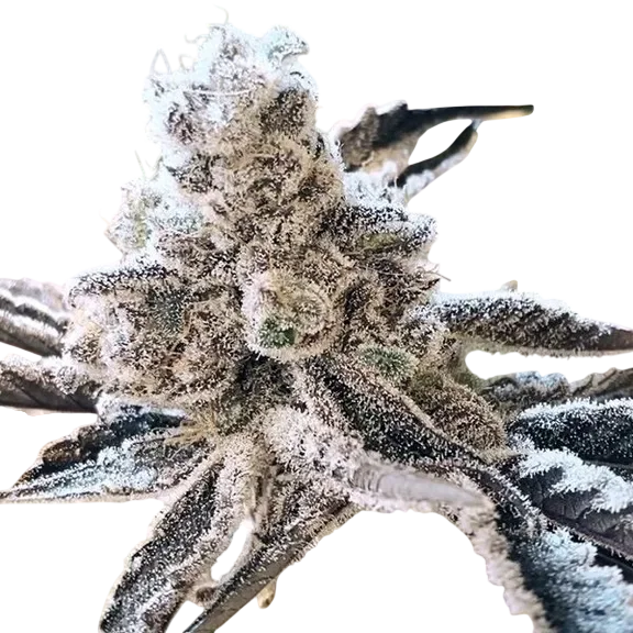 Masterpiece | PHOTOFEM | In House Genetics