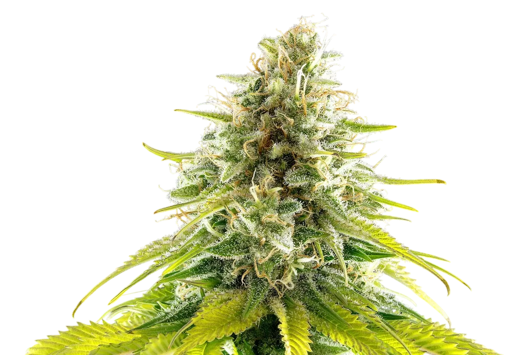 Mataro Blue | PHOTOFEM | Kannabia Seeds