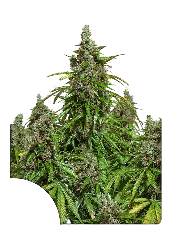 Mazar Auto | AUTOFEM | Dutch Passion