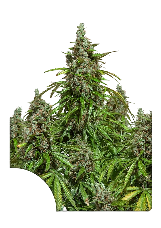 Mazar Auto | AUTOFEM | Dutch Passion