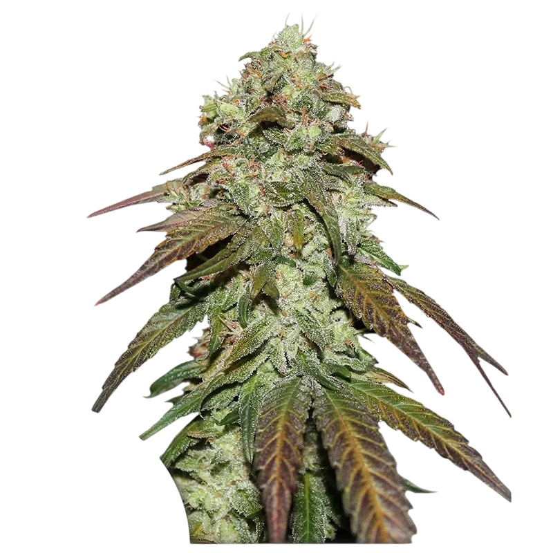 Mazar CBD – Produktansicht